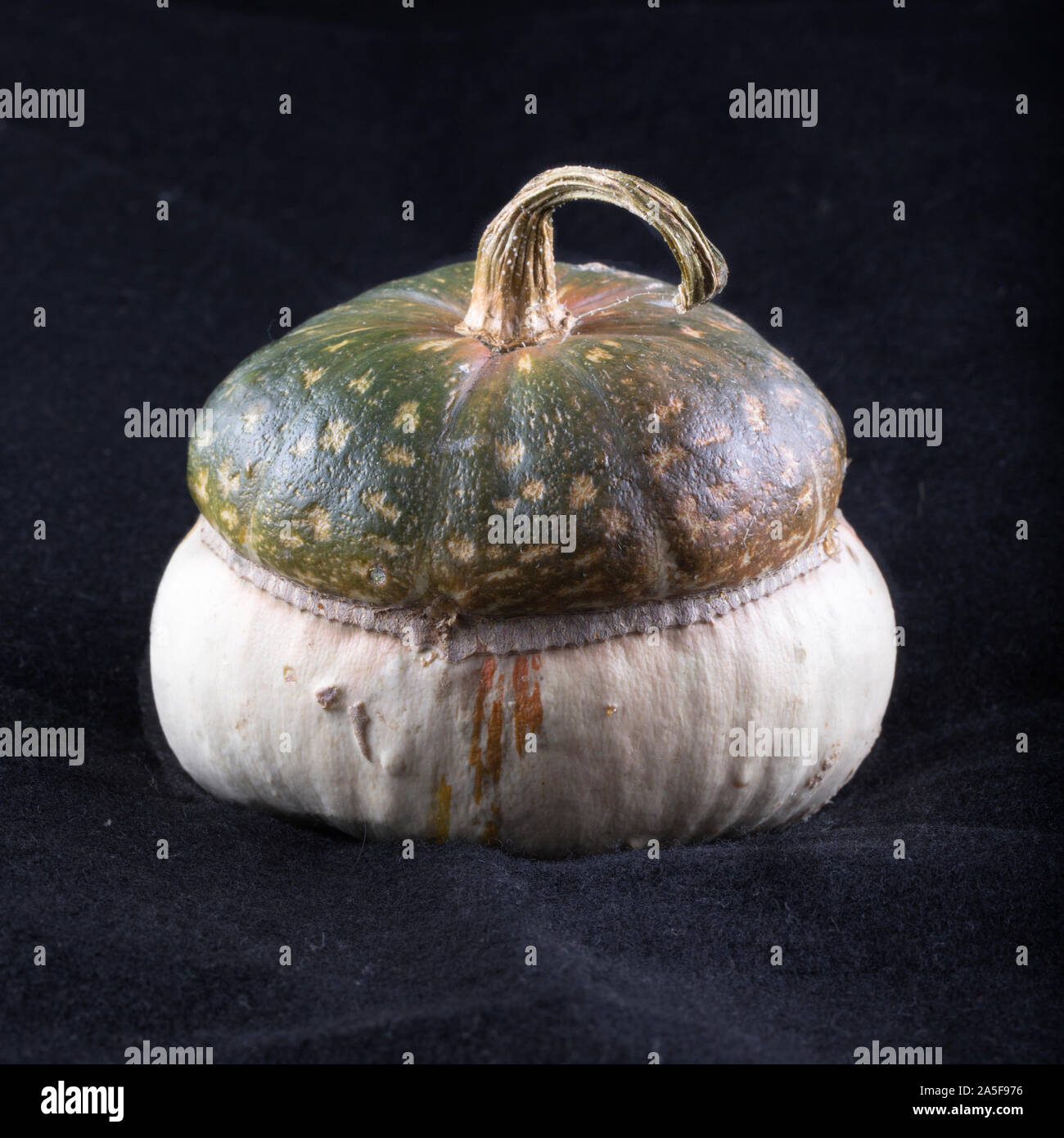 Pumpkin over a black background, square image Stock Photo