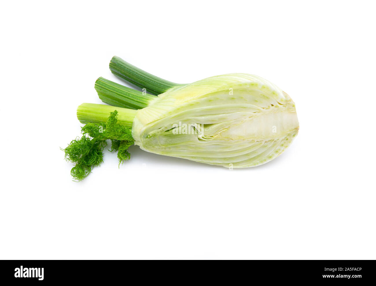 Raw Fennel. Fresh Fennel Bulb isolated on white Background, top View