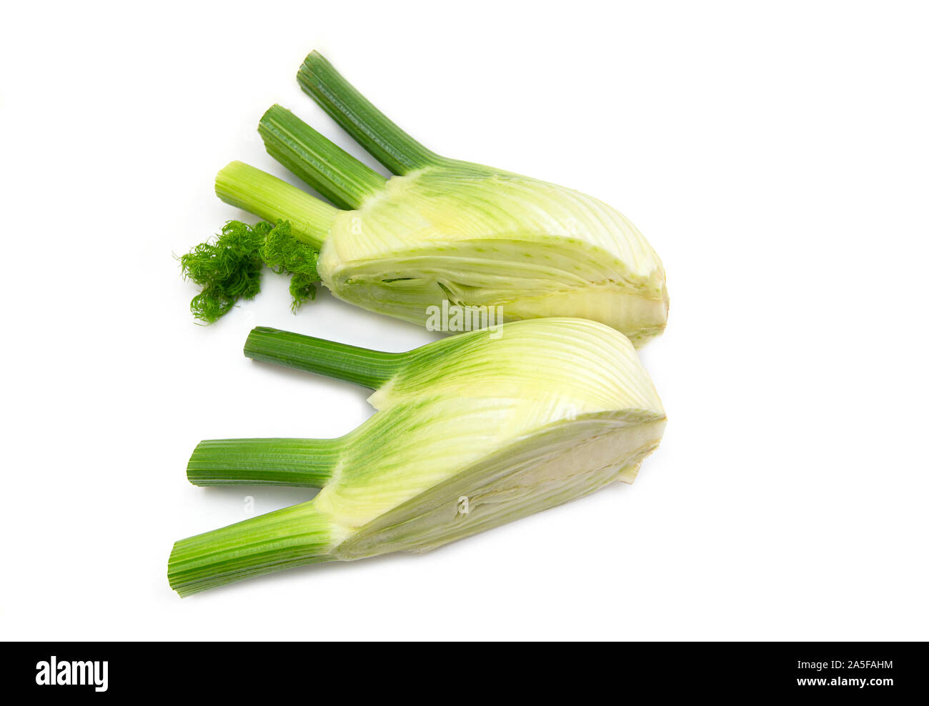 Raw Fennel. Fresh Fennel Bulb isolated on white Background, top View