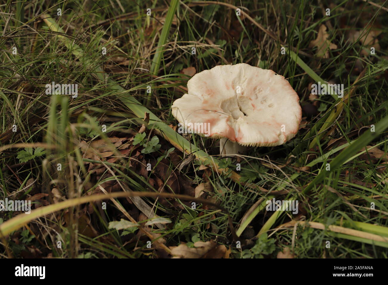 birch brittlegill a pink toad stool, this one is allready a bit eaten by insects Stock Photo