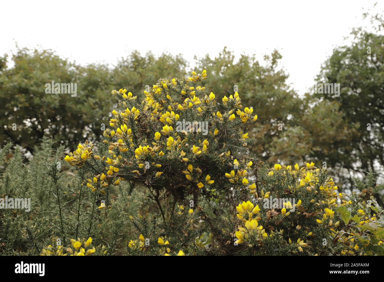 common broom or Scotch broom a lovely bush with yellow flowers Stock Photo
