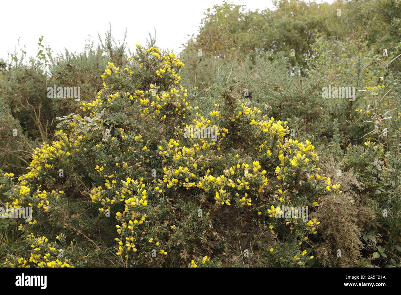 common broom or Scotch broom a lovely bush with yellow flowers Stock Photo
