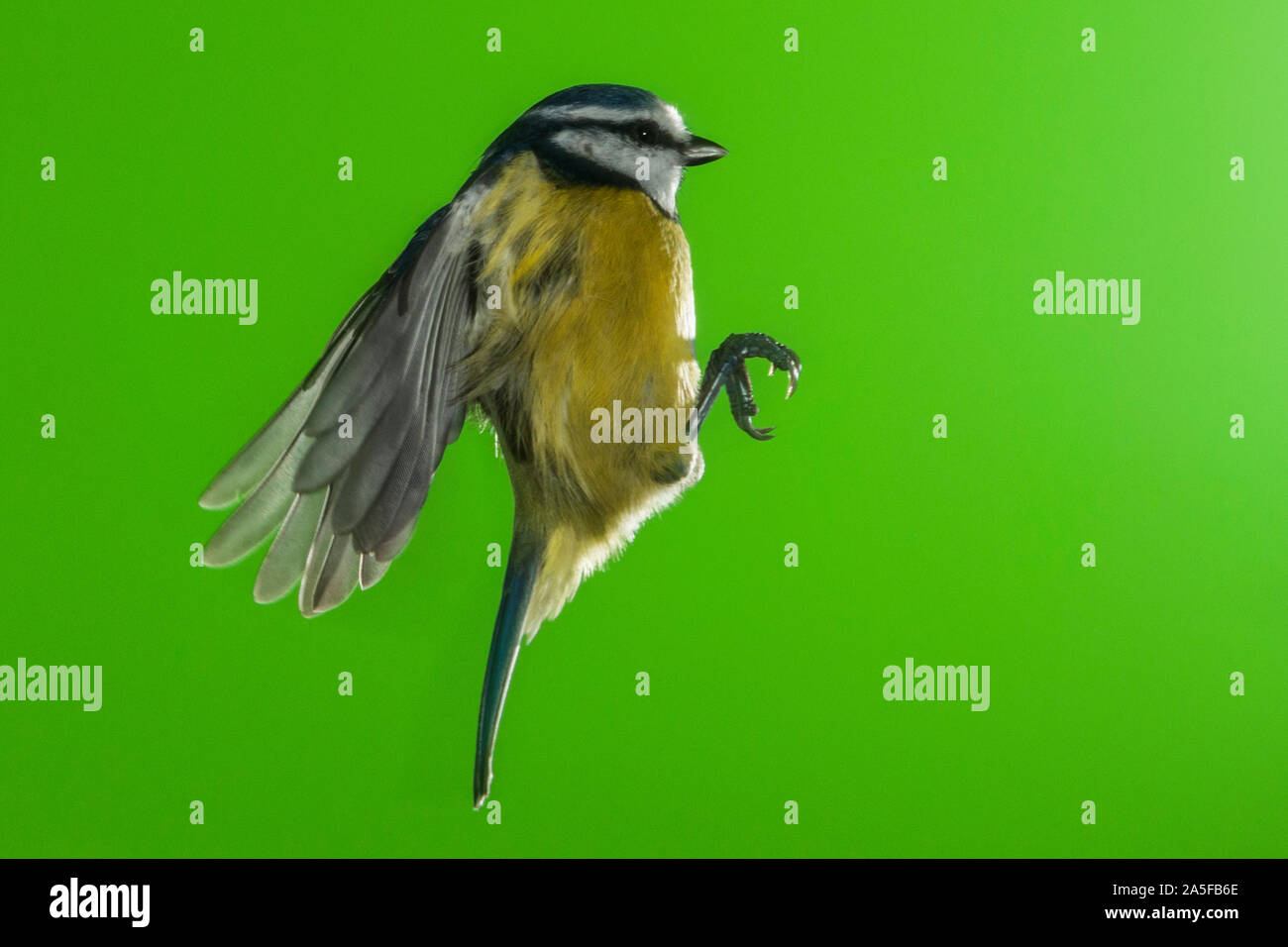 A Blue Tit (Parus caeruleus) photographed using High speed flash in free flight in the Uk Stock Photo