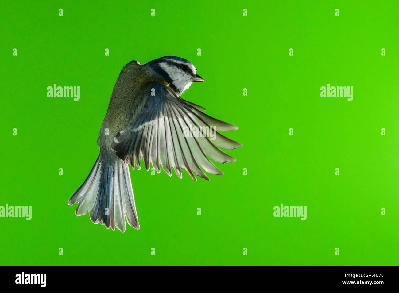 A Blue Tit (Parus caeruleus) photographed using High speed flash in free flight in the Uk Stock Photo