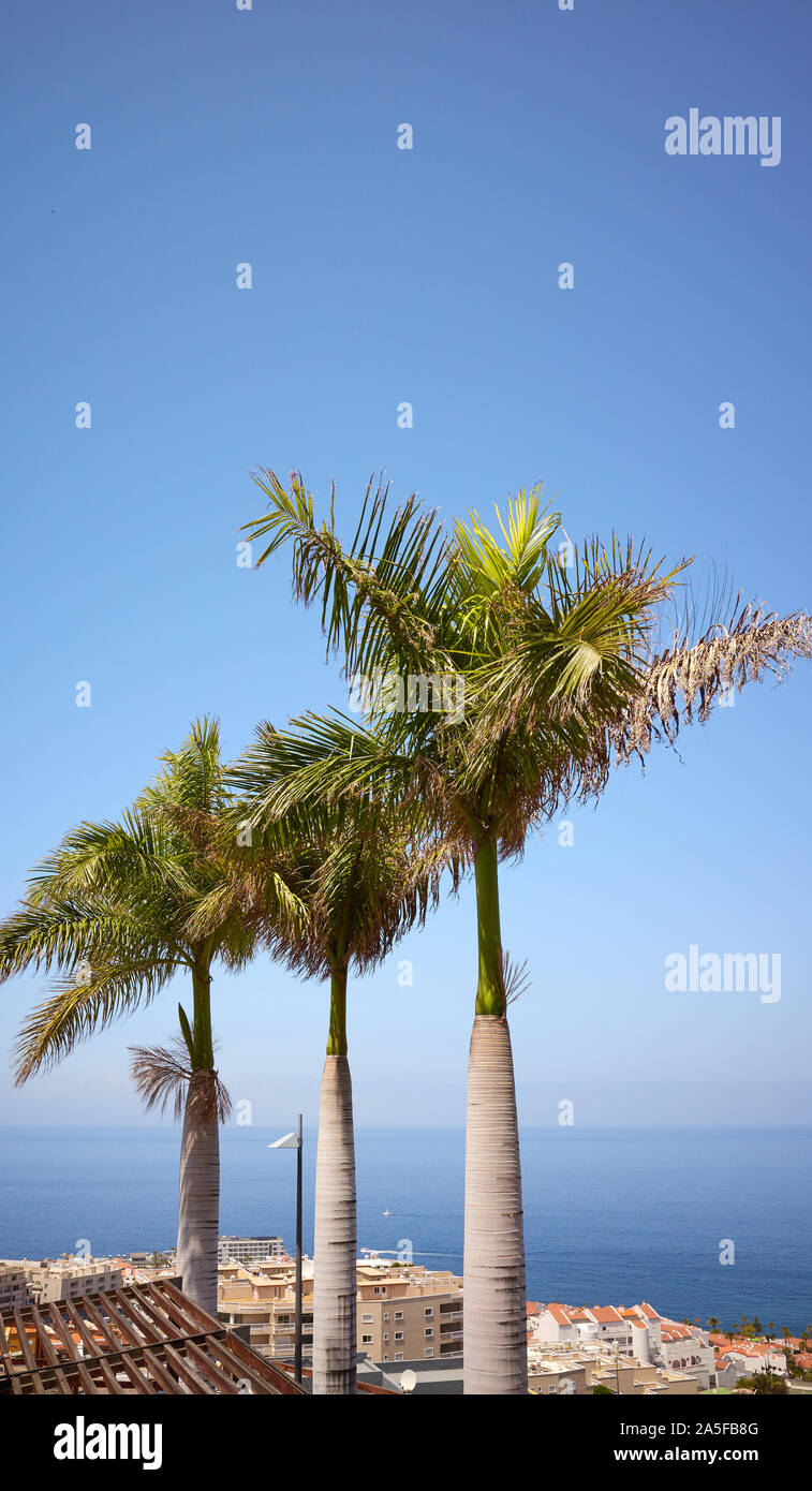 Palm trees in Los Gigantes resort town, Tenerife, Spain. Stock Photo