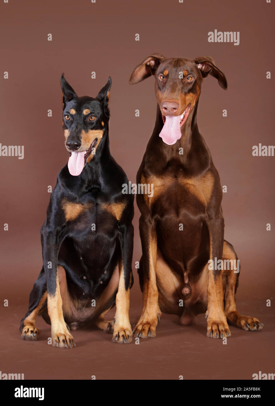Two dobermann dog male and female in studio with brown background Stock Photo