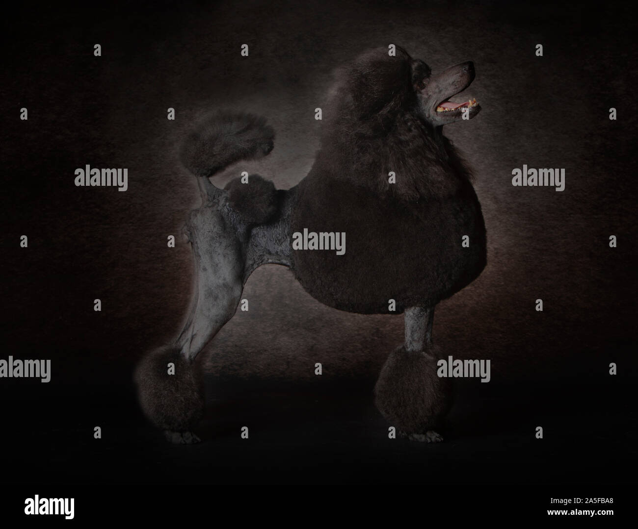 Black giant Poodle dog in studio with black background Stock Photo - Alamy