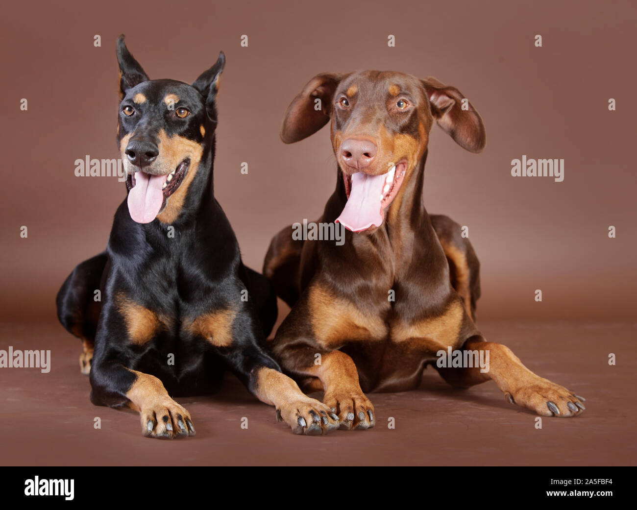 Two dobermann dog male and female in studio with brown background Stock Photo