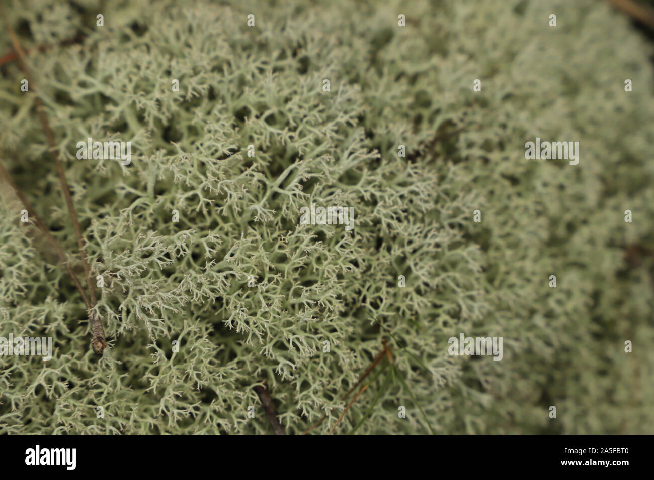 Cetraria islandica or Iceland moss is not only decorative but also good for your health Stock Photo