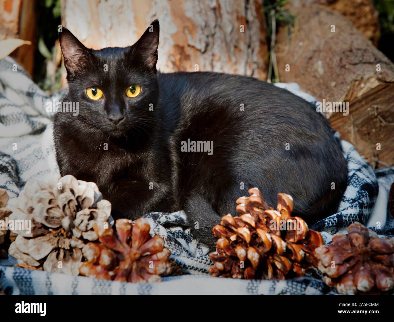 Black cat in the garden Stock Photo - Alamy