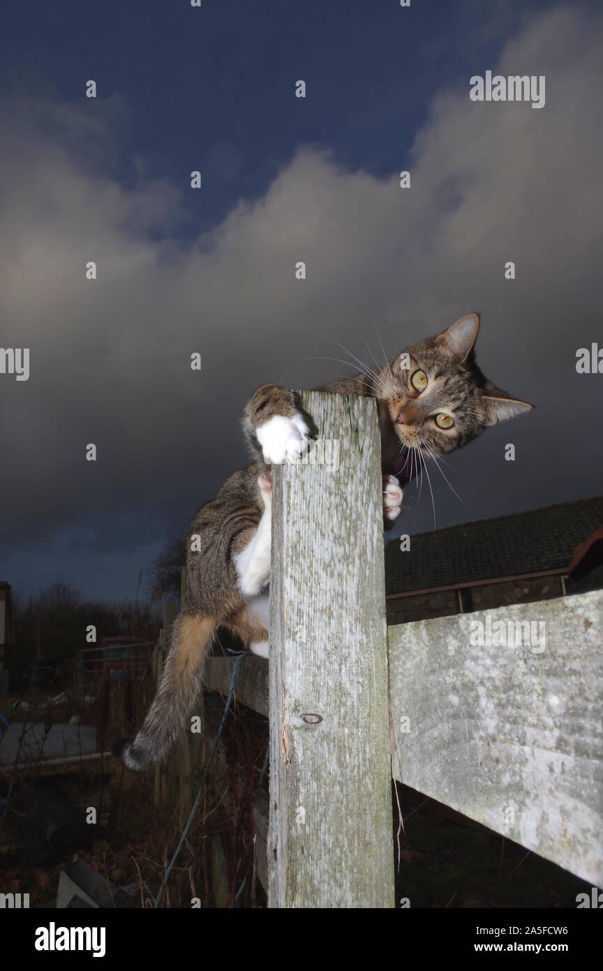 Cat sitting on fence field hires stock photography and images Alamy