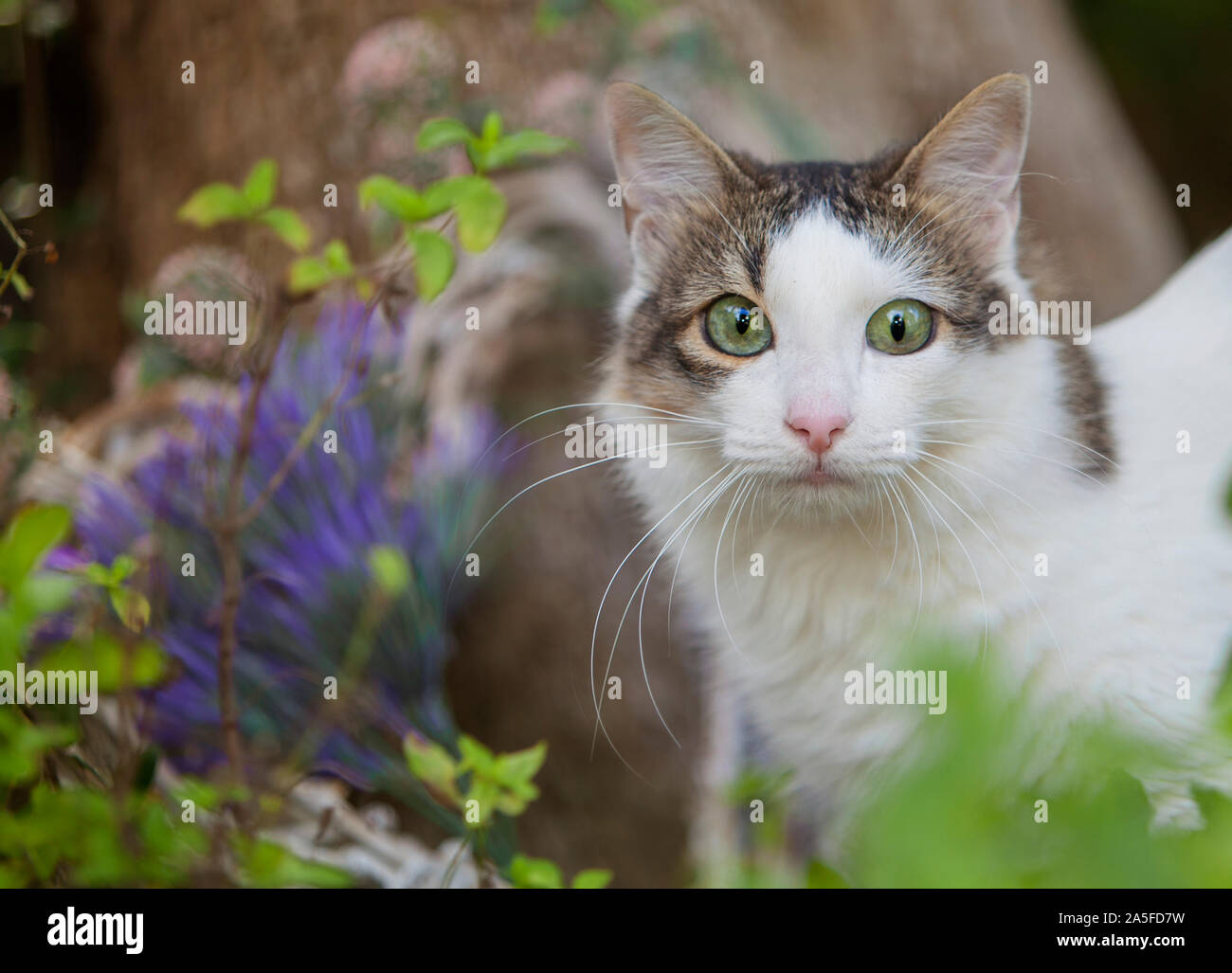 Vet flowers hi-res stock photography and images - Alamy