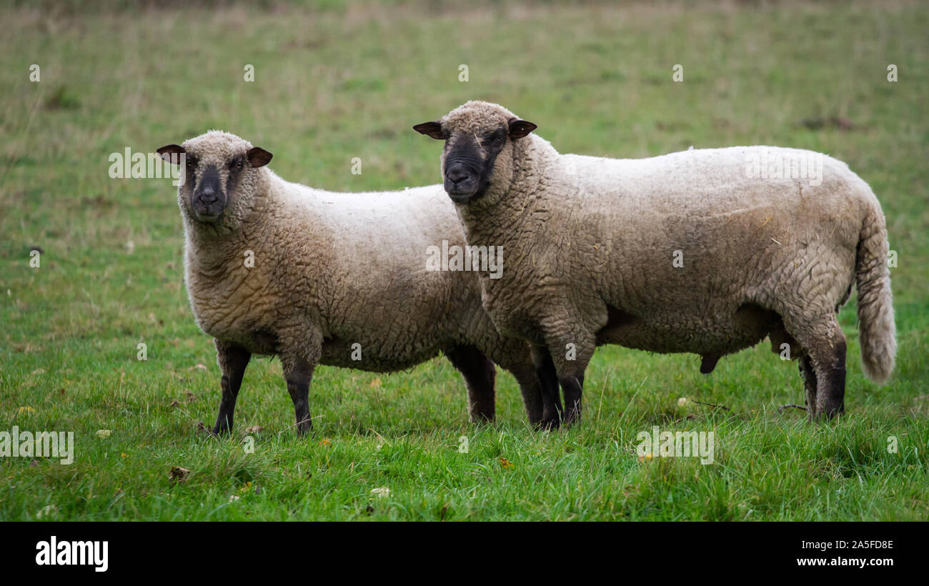 Two Shropshire sheep Stock Photo