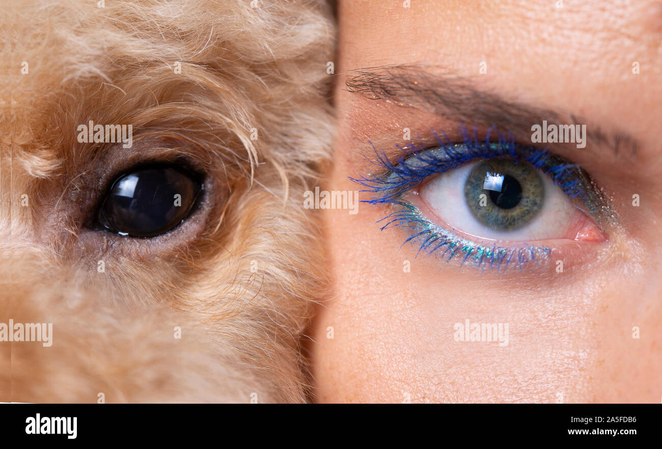 Dog and human eye Stock Photo Alamy