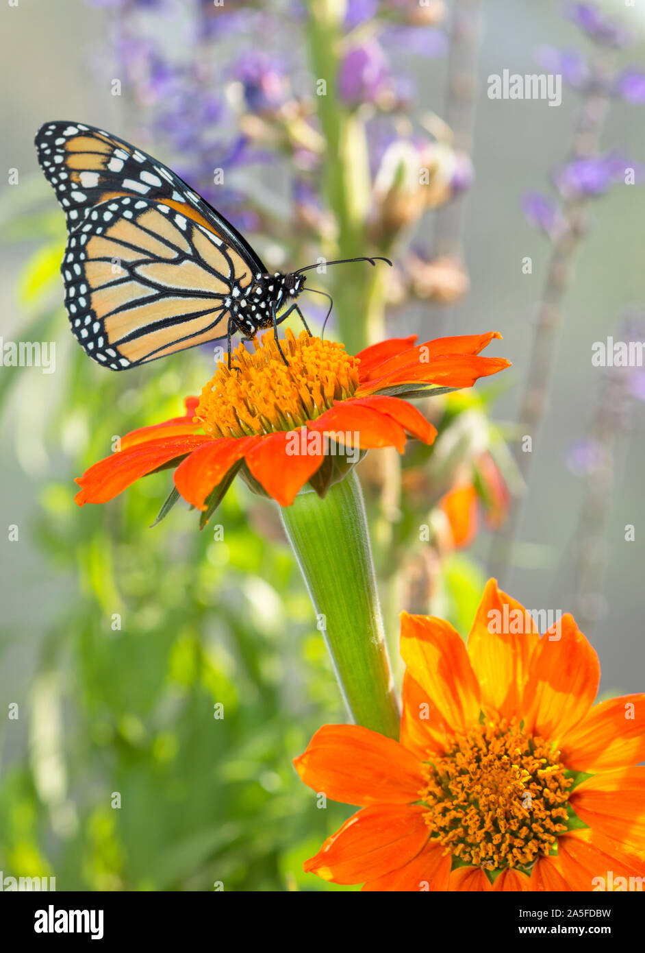 Monarch butterfly (Danaus plexippus) feeding on a Mexican sunflower ...