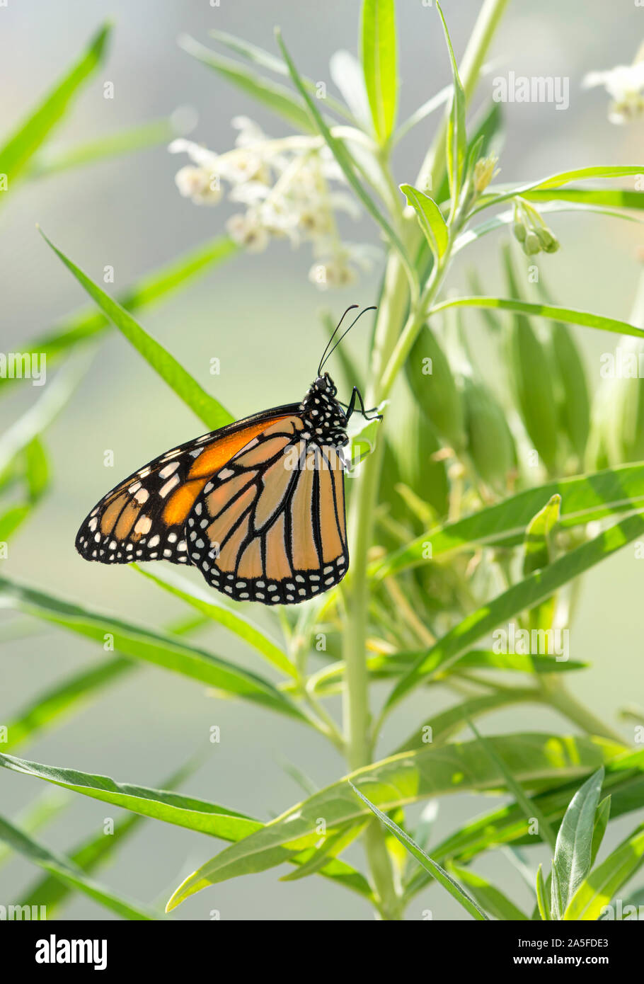 Monarch butterfly (Danaus plexippus) resting on the stem of a balloon milkweed plant Stock Photo
