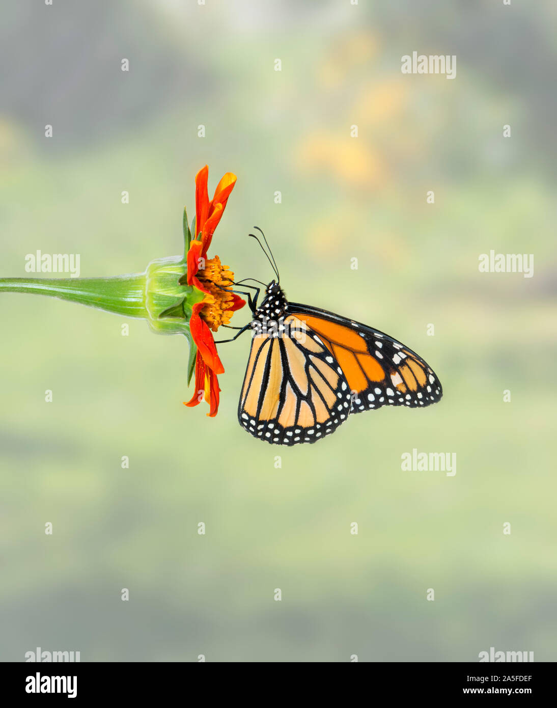 Monarch butterfly (Danaus plexippus) feeding on a single Mexican ...