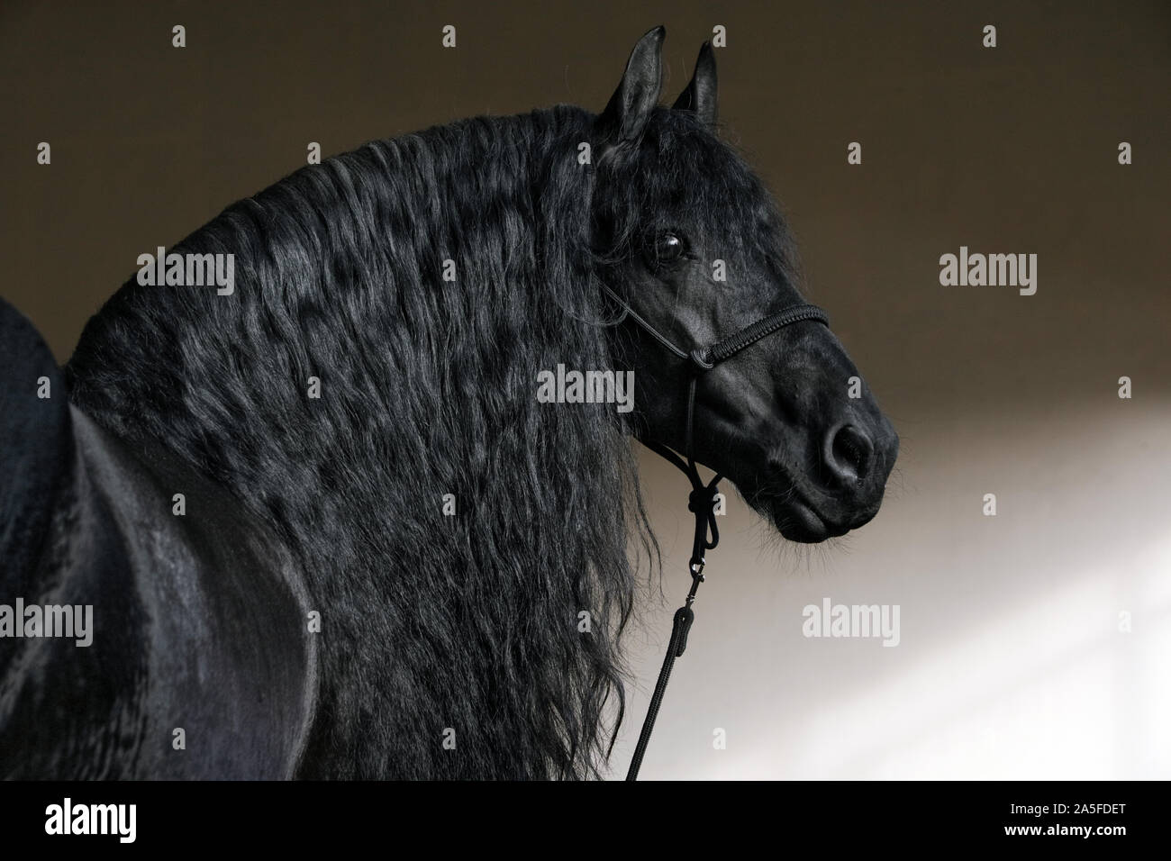 Black friesian horse stallion portrait hi-res stock photography and ...