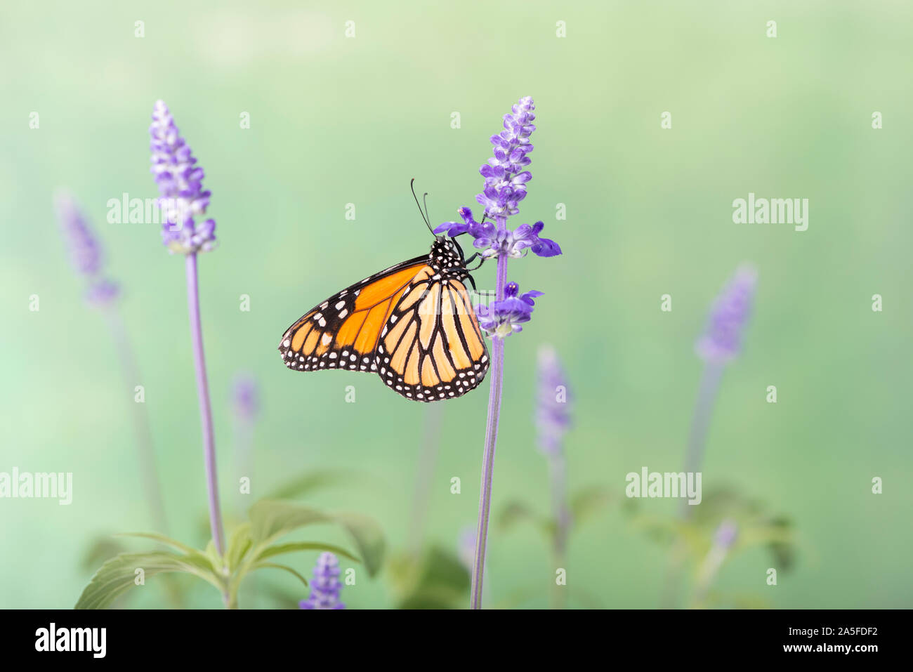 Monarch butterfly (Danaus plexippus) feeding on salvia flowers Stock Photo