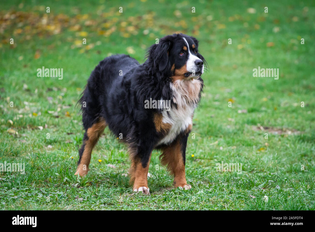 Bernese Mountain Dog (Berner Sennenhund) protecting the property Stock Photo