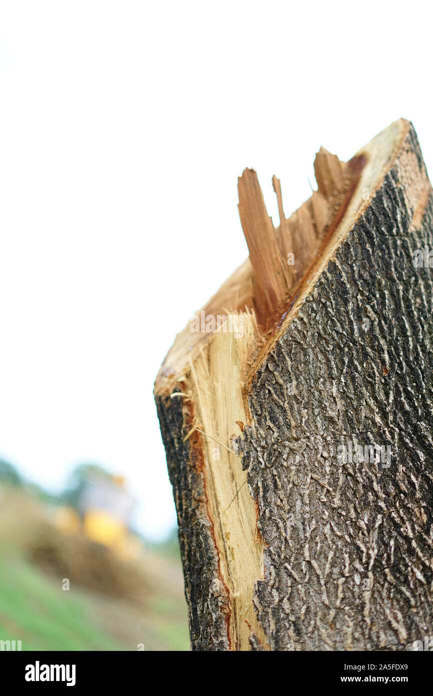 Large trees cut down at rainforest Stock Photo