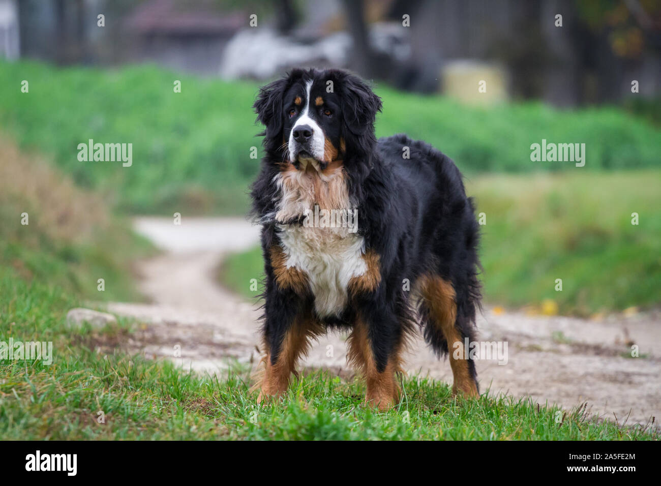 Bernese Mountain Dog (Berner Sennenhund) protecting the property Stock Photo