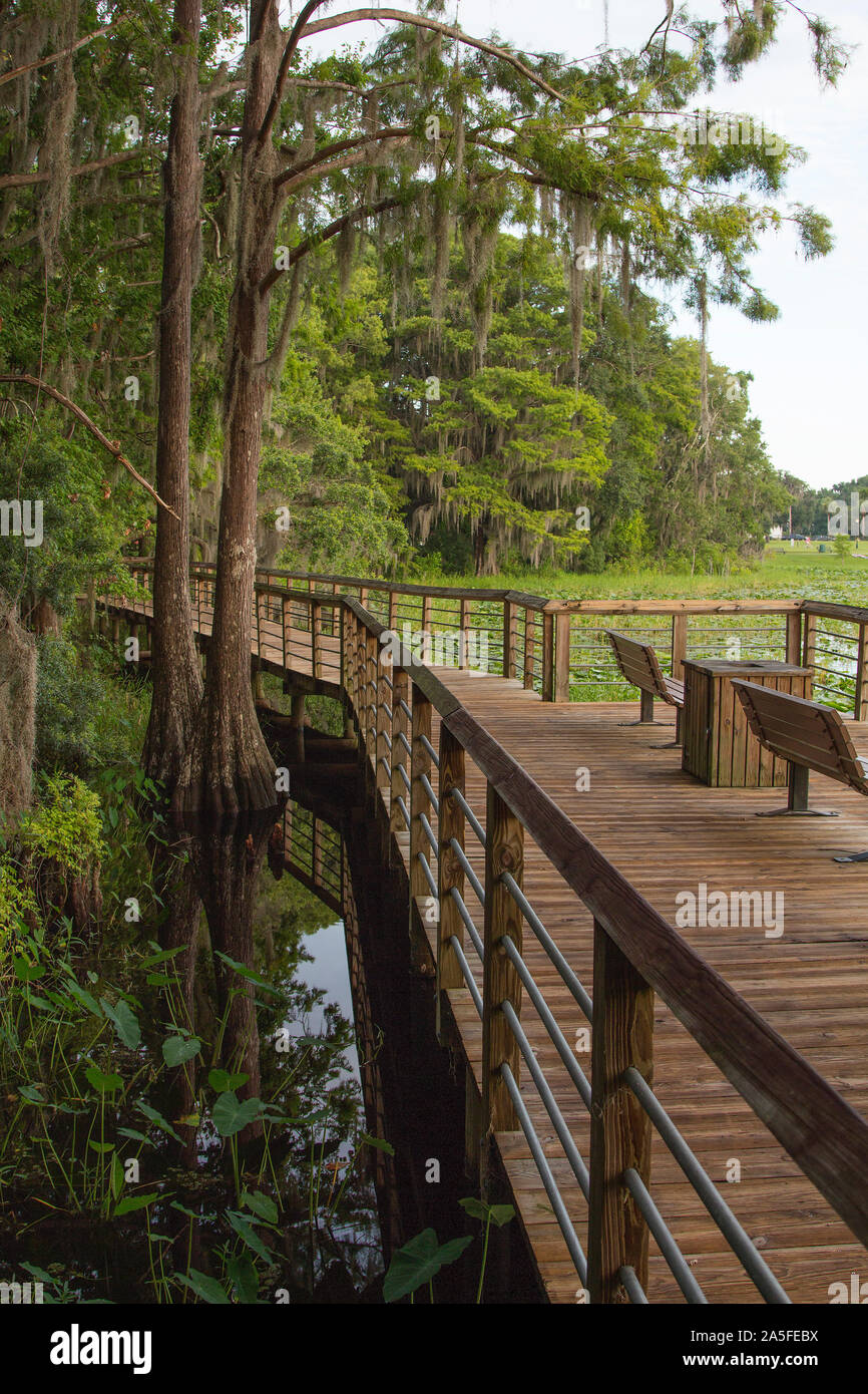 Boardwalk through Cypress, Lake Henderson, Inverness, Florida Stock