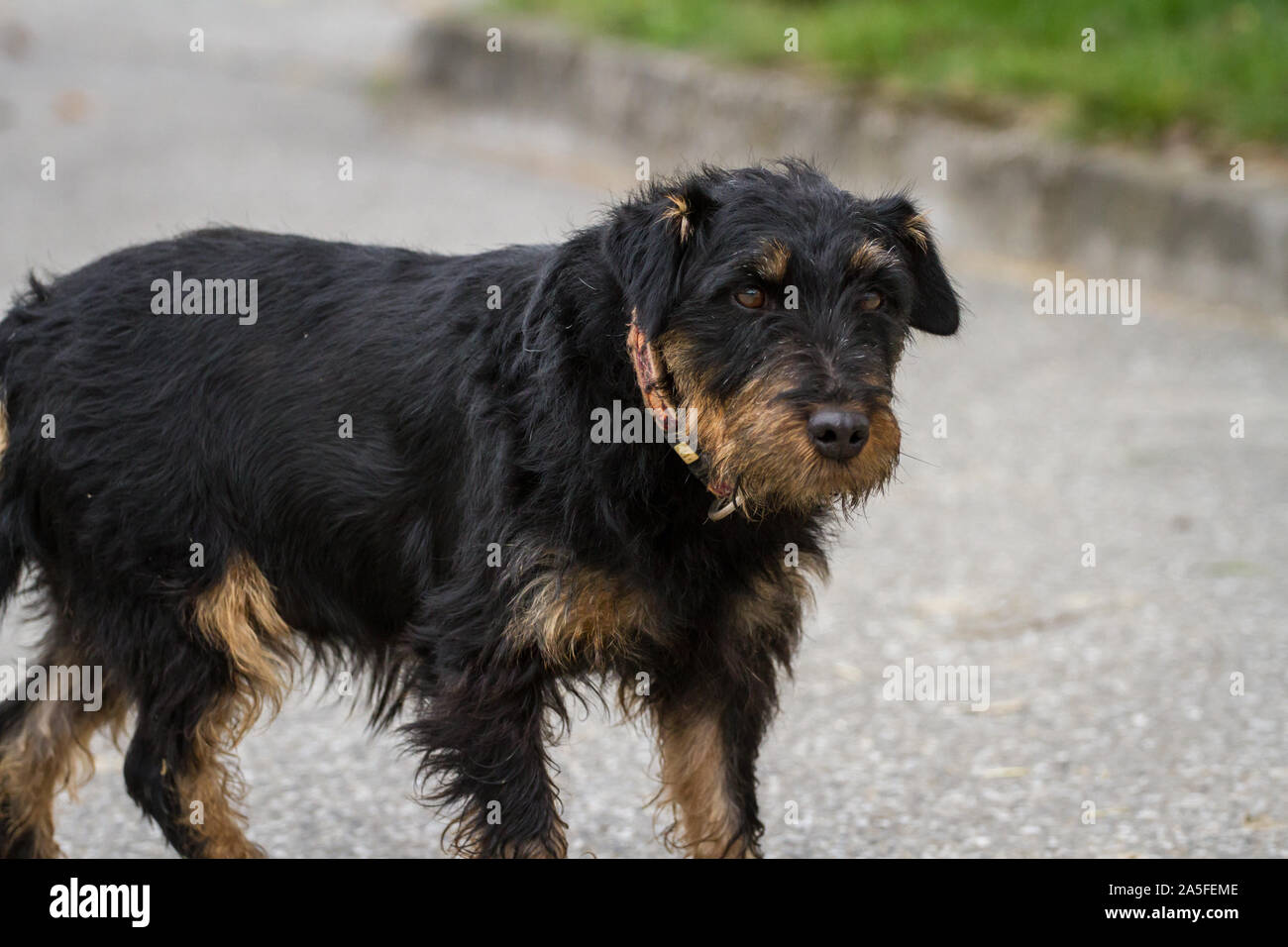German Hunting Terrier (Deutscher Jagdterrier), old female dog Stock Photo