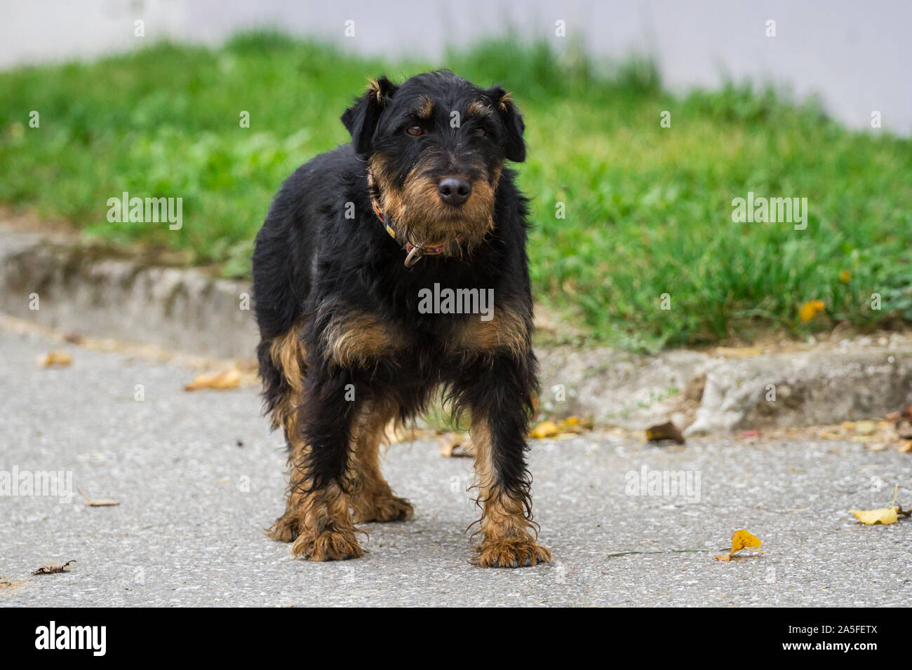German Hunting Terrier Deutscher Jagdterrier Old Female Dog Stock Photo Alamy