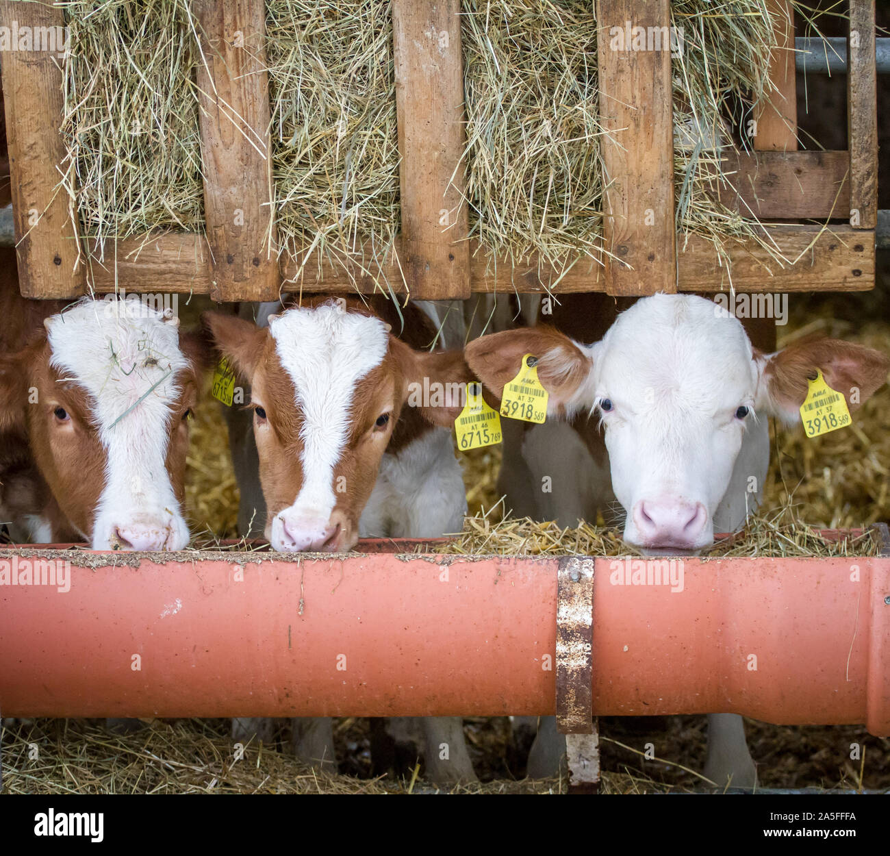 Three beef cattle calves in the stable, on a conventional farm Stock