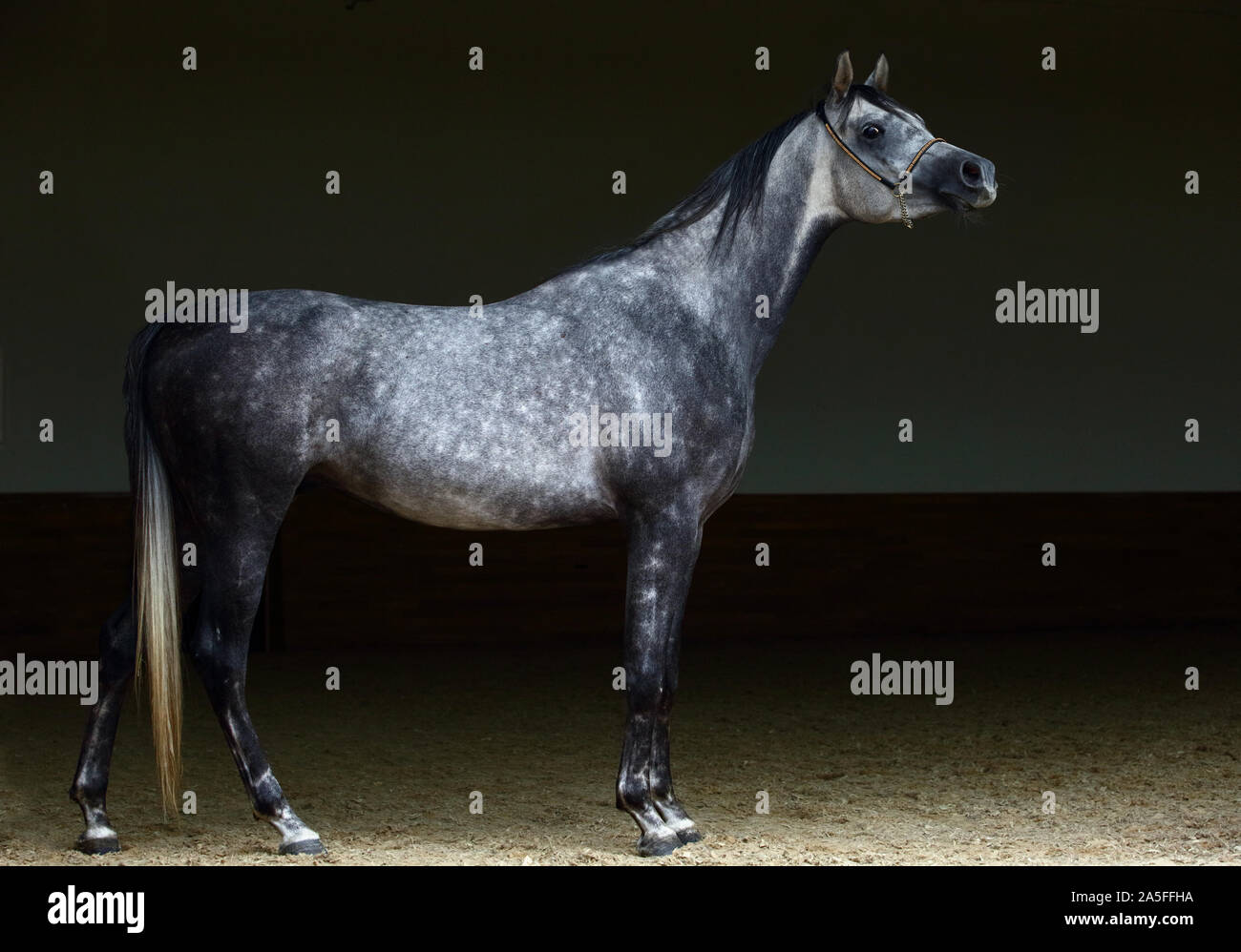 Arabian dressage horse, portrait of a dapple gray mare with bridle in