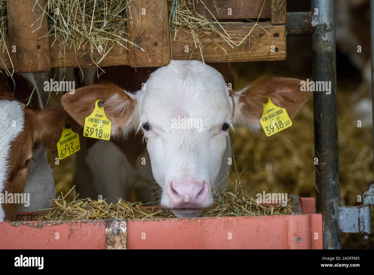 Beef cattle calf in the stable, on a conventional farm Stock Photo