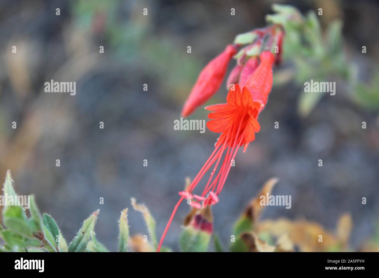 22+ California fuchsia flower white background