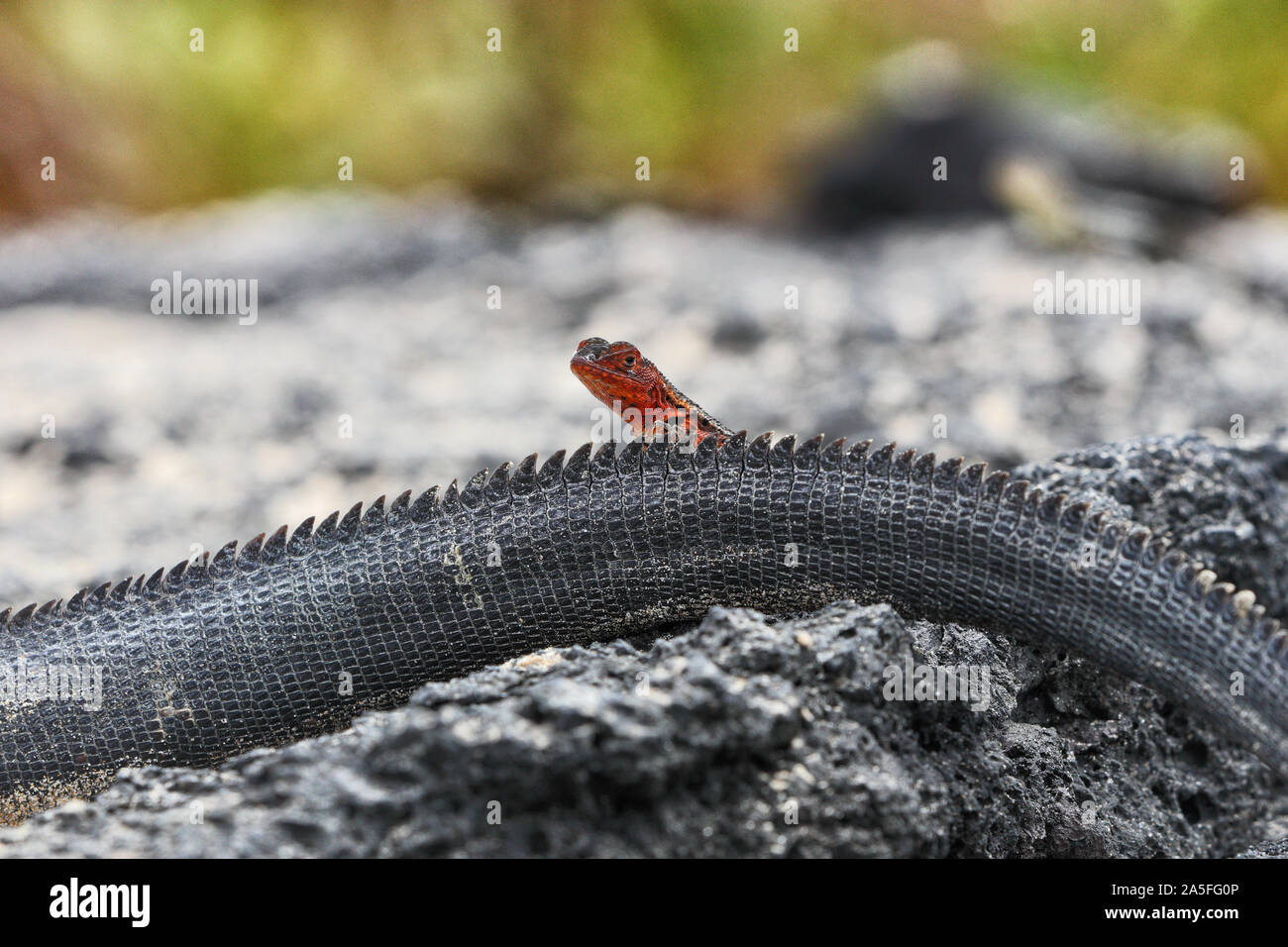 Galapagos funny animals - Red Lava lizard crawling on Marine Iguana tail in the sun. Amazing wildlife animals on Galapagos Islands, Ecuador Stock Photo - Alamy Galapagos funny animals - Red Lava lizard crawling on Marine Iguana tail in the sun. Amazing wildlife animals on Galapagos Islands, Ecuador Stock Photo - Alamy