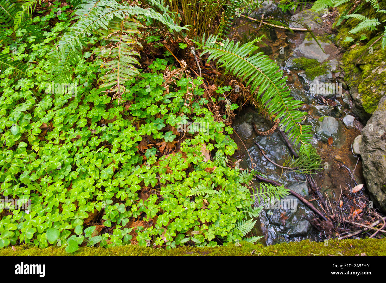 Close up view Redwood sorrel (Oxalis oregana), moss, and sword ferns (Polystichum munitum) growing by a stream in the lush understory of Muir Woods Ca Stock Photo