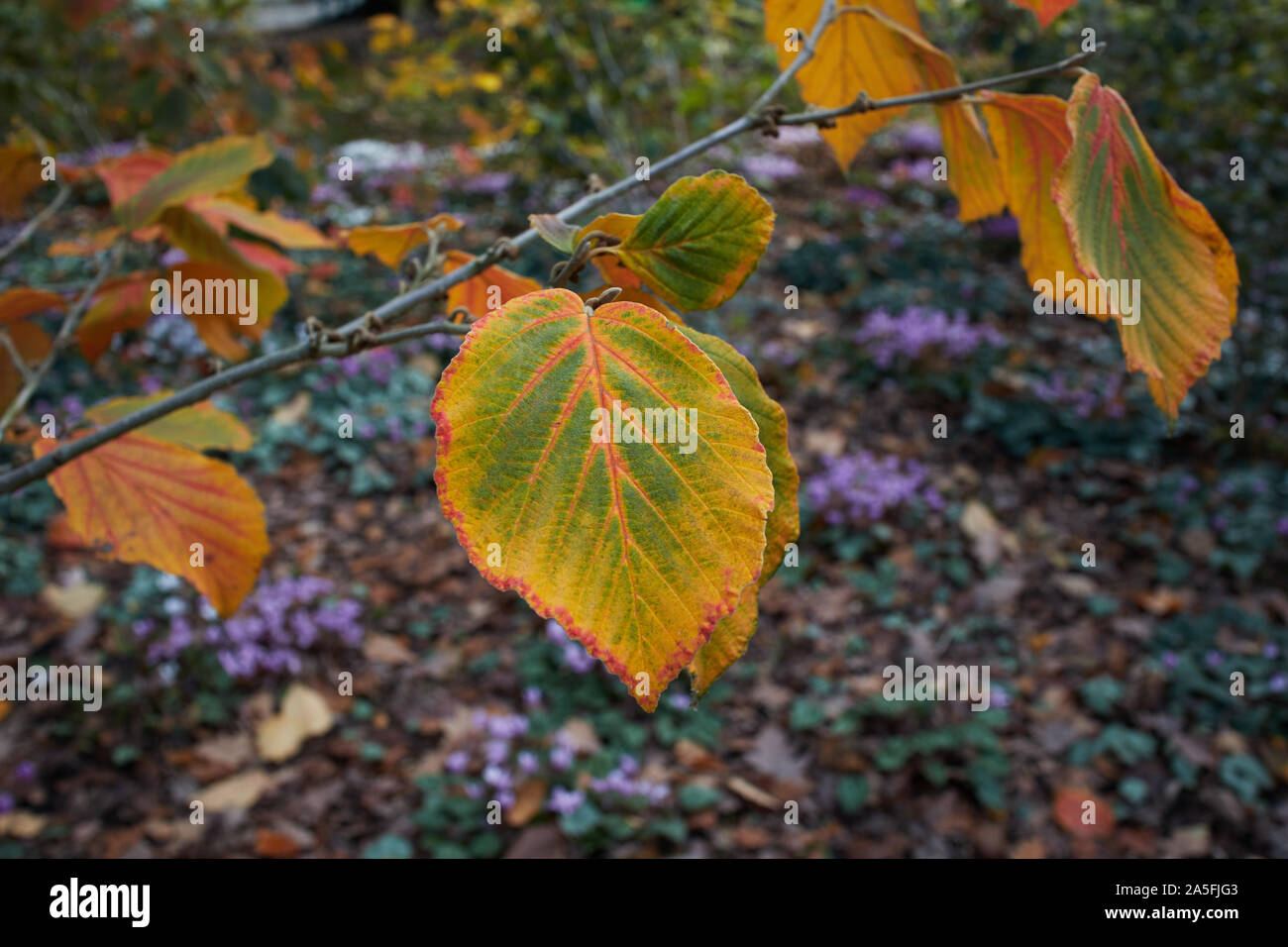 Vibrant, multi-coloured Autumn leaves in the woods. Stock Photo