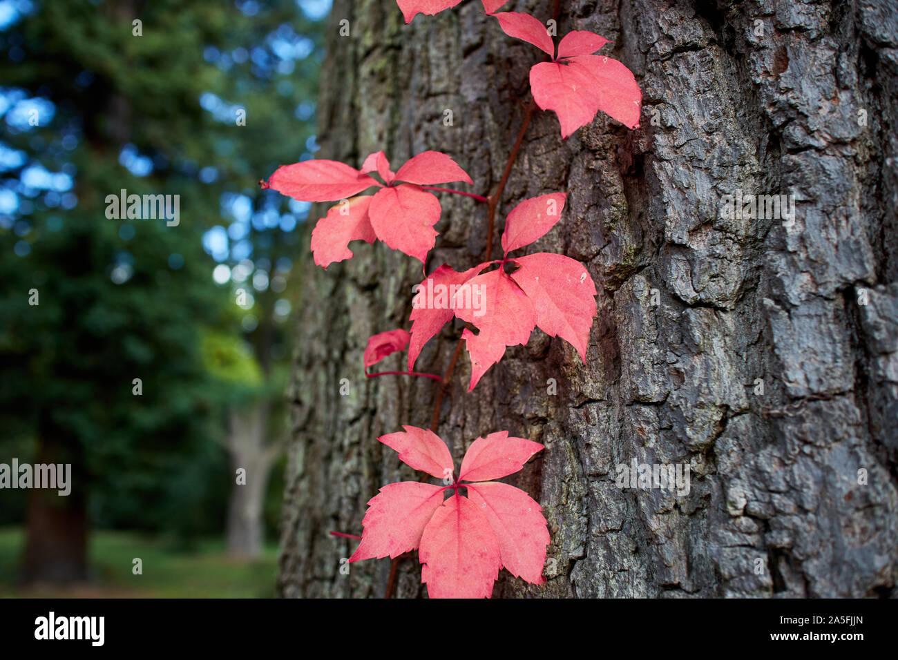 Bright red Chestnut tree leaves wrapped around a thick tree trunk in Autumn. Stock Photo