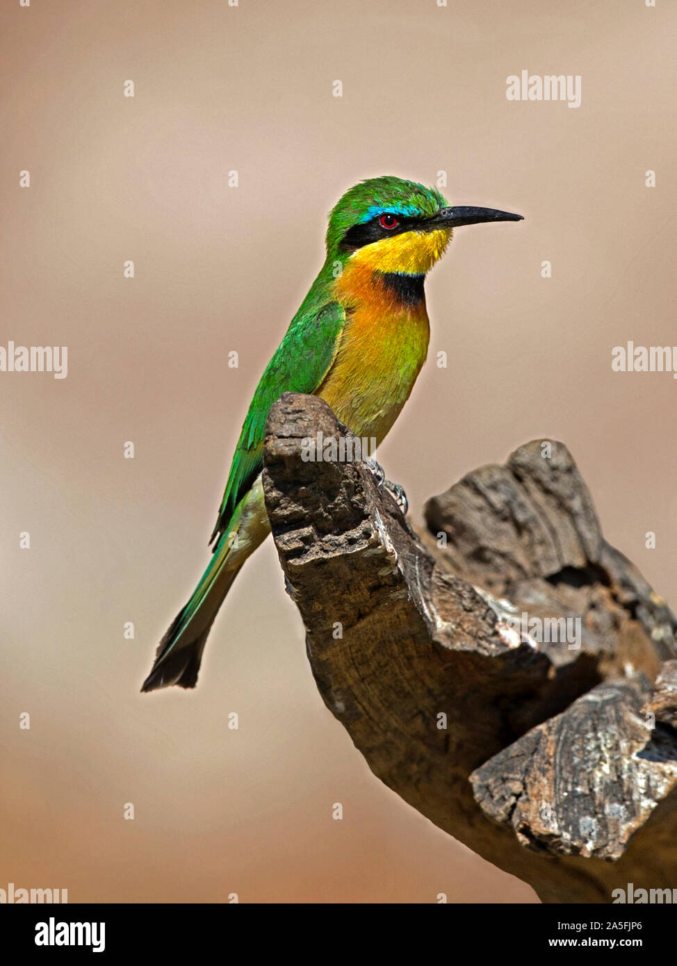 Little bee eater hi-res stock photography and images - Alamy