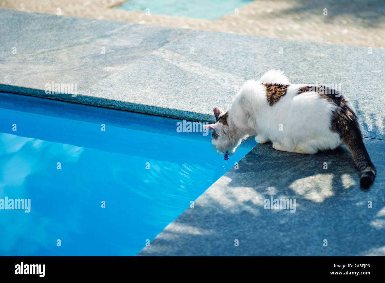 Spotted cat drinking water from the outdoor pool. Poisoning of the