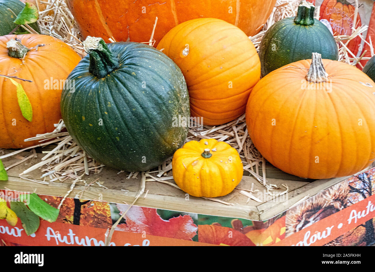 Display of pumpkins and squash Stock Photo