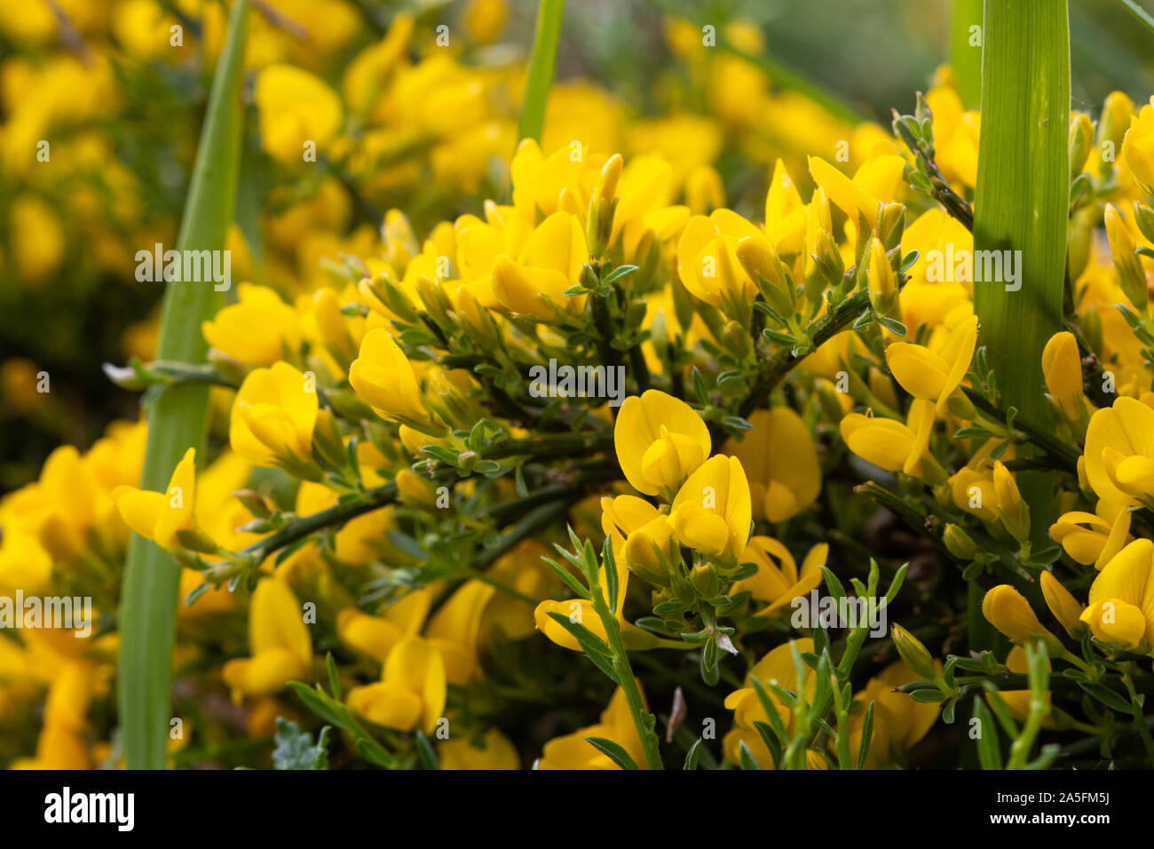 Genista legionensis flowers Stock Photo