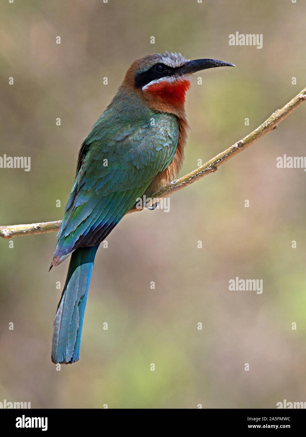 White-fronted bee-eater perched Stock Photo