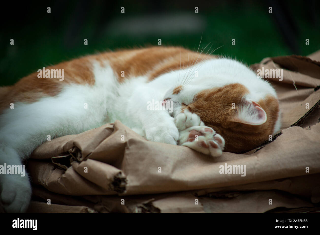cute ginger cat sleeping peacefully in the garden Stock Photo - Alamy