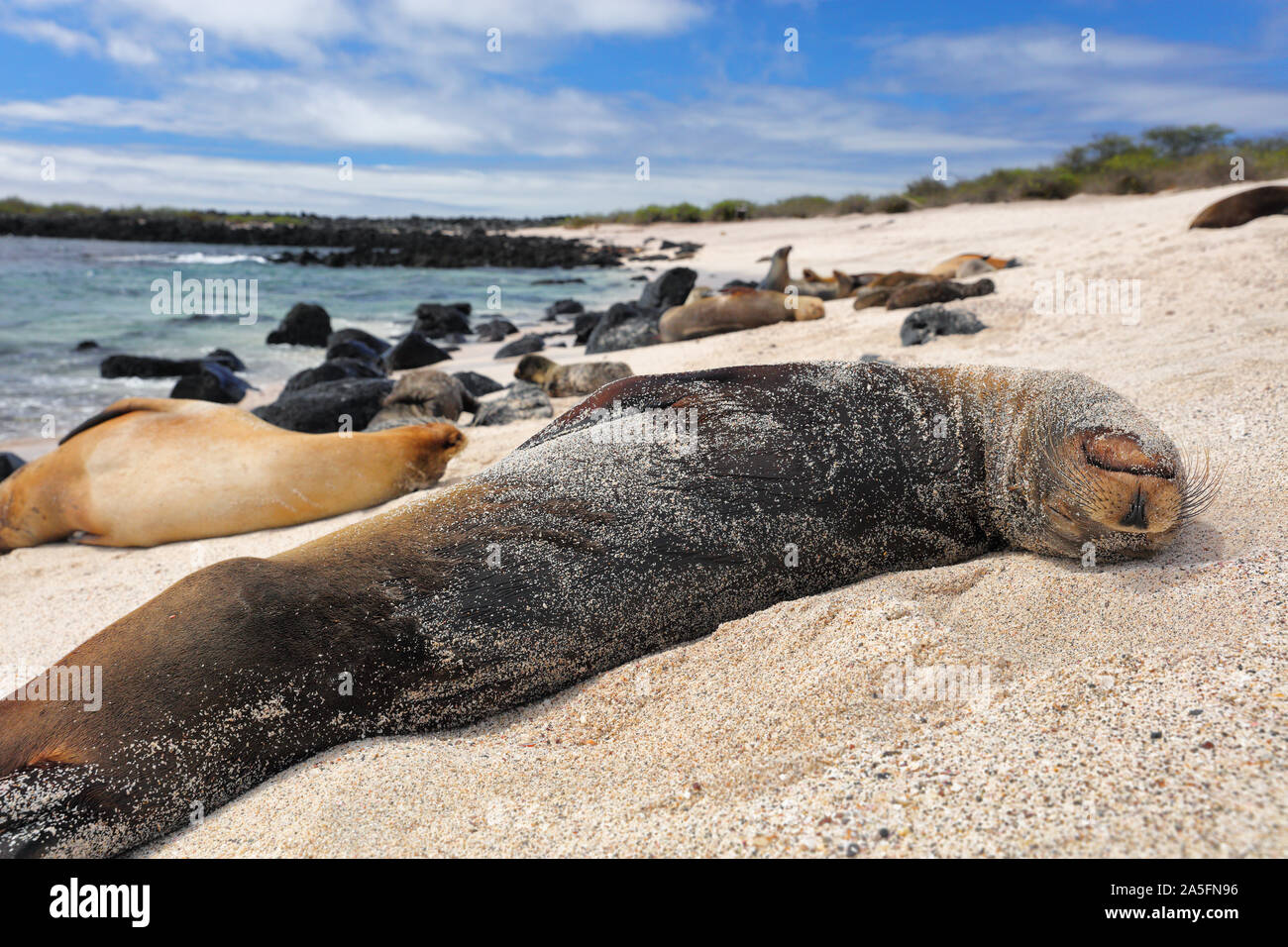 Galapagos Islands Animal wildlife nature: Sea Lions in sand lying on