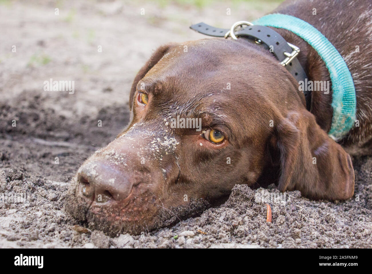 German short-haired pointer lying in the sand on the beach, Fort de Soto, Florida, United States Stock Photo