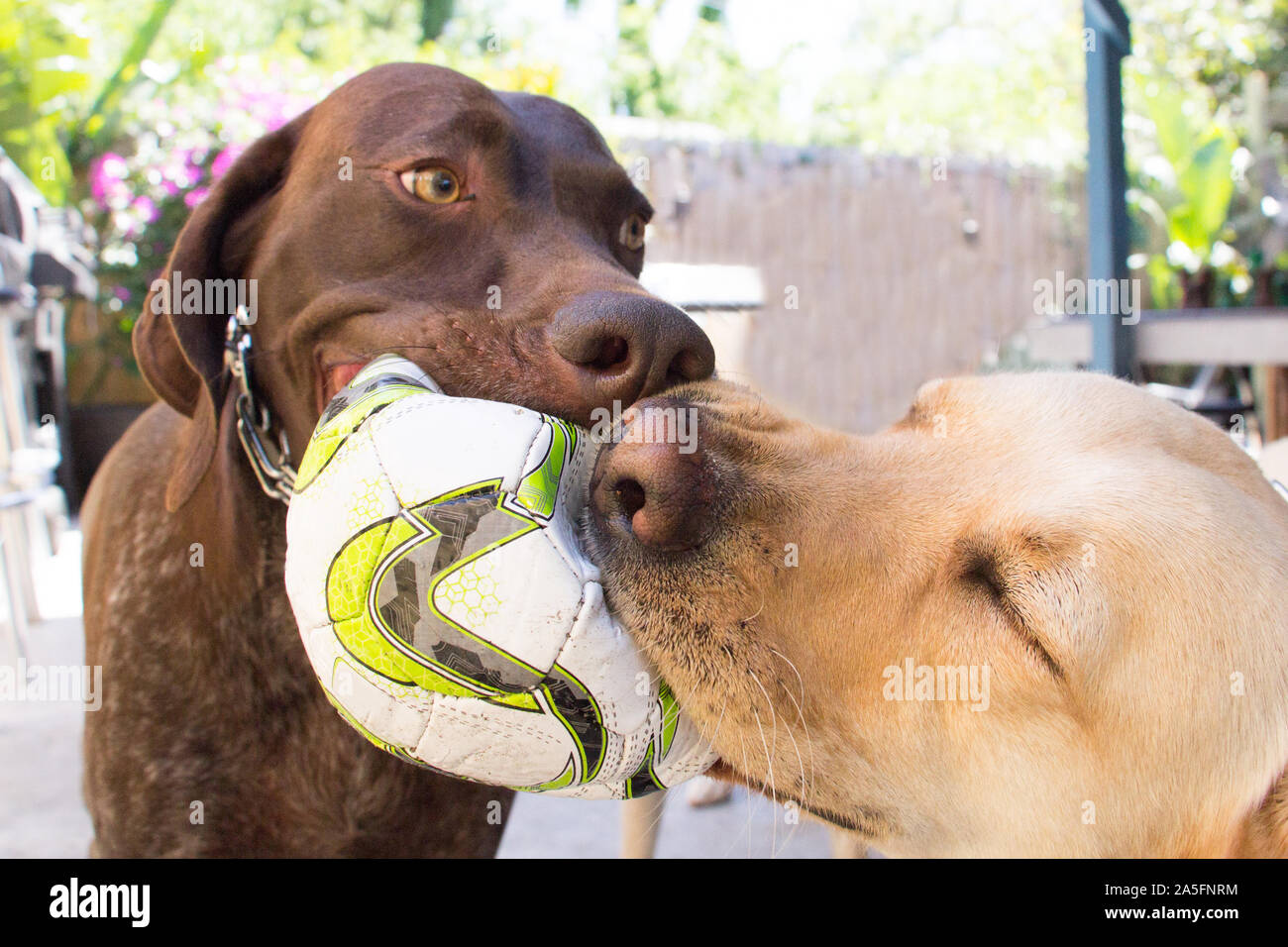 Two dogs biting a football, Fort de Soto, Florida, United States Stock Photo