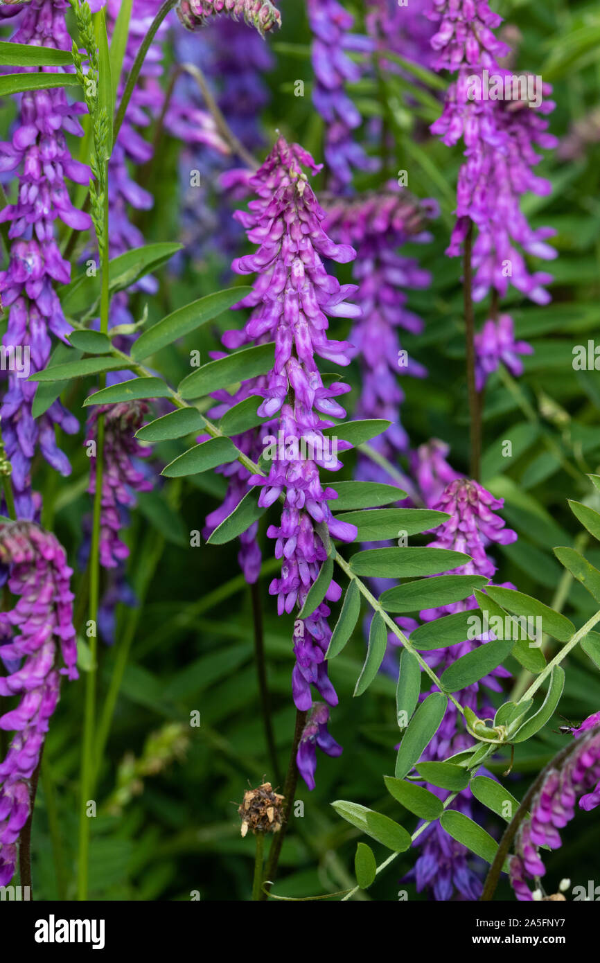 Tufted Vetch (Vicia cracca) flowers Stock Photo