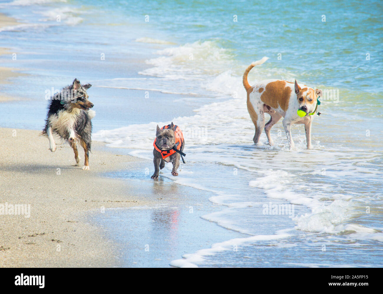 Three dogs  running along the beach, Fort de Soto, Florida, United States Stock Photo