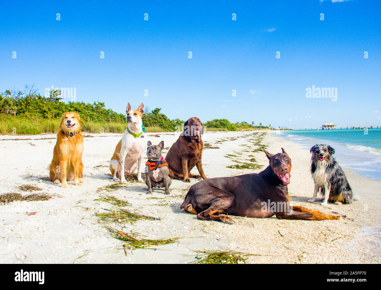Group of dogs sitting on beach, Fort de Soto, Florida, United States Stock Photo