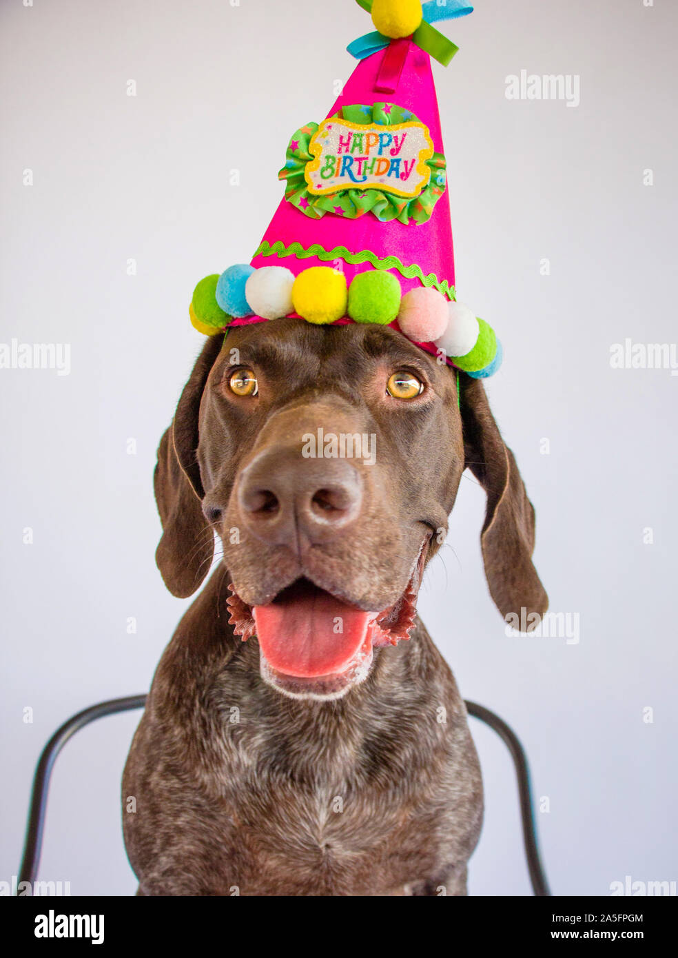 German short-haired pointer dog wearing birthday hat Stock Photo